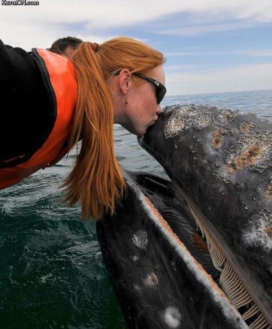 whale_kiss.jpg