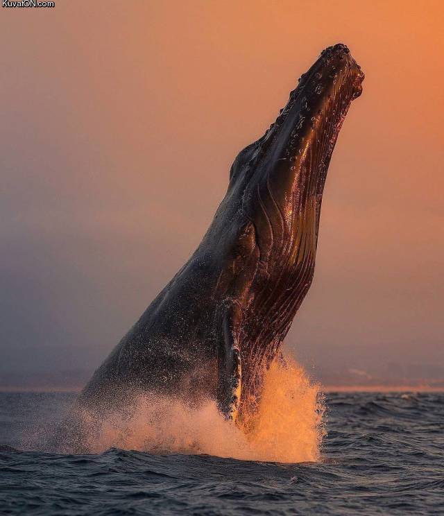 whalejump.jpg