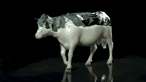 what_cows_look_like_on_the_inside.gif