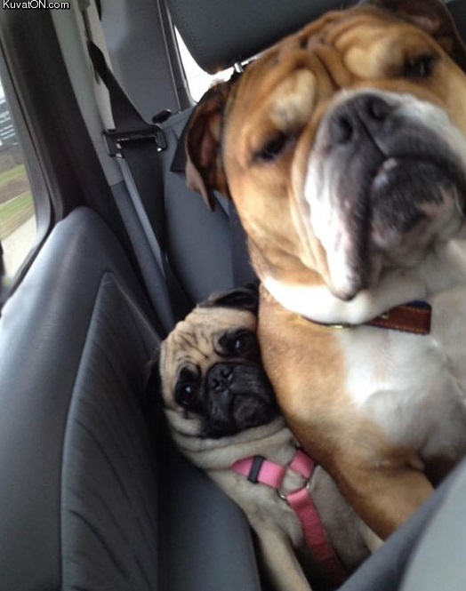 when_you_are_the_mallest_person_in_a_packed_car.jpg