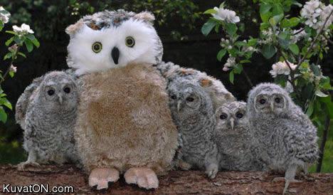 which-owl-is-fake.jpg