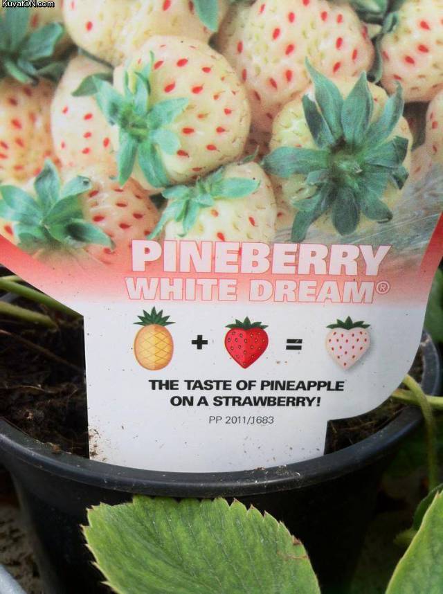 white_dream_pineberry.jpg