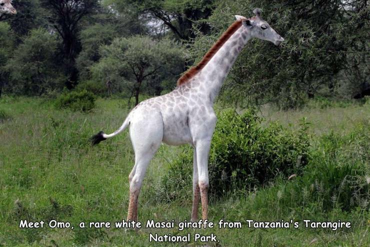 white_giraffe.jpg