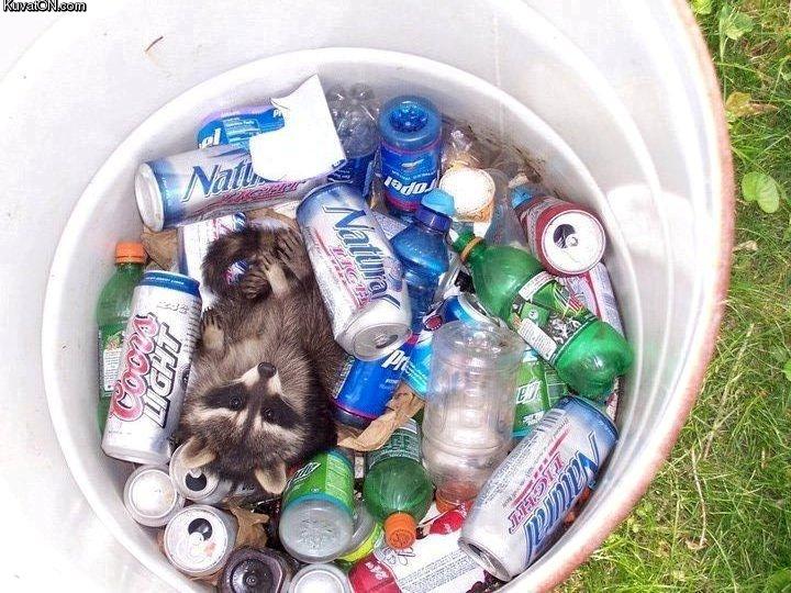 who_threw_out_a_totally_good_raccoon.jpg