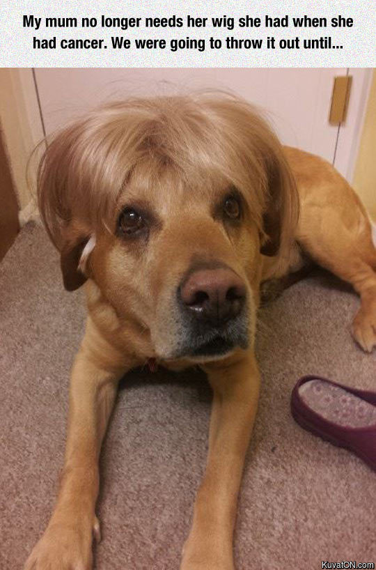 wig_dog.jpg