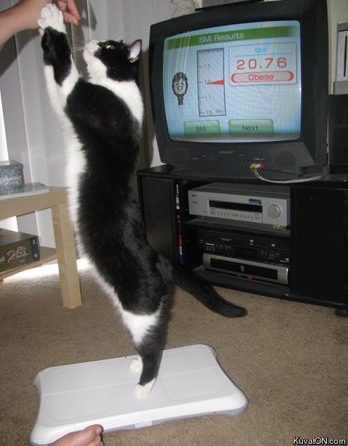 wii_fit_for_cats.jpg