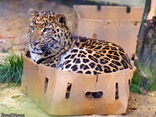 wild_cats_like_boxes_too.jpg
