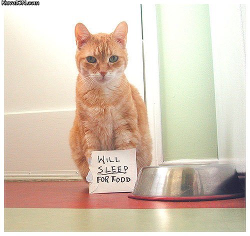 will_sleep_for_food_cat.jpg