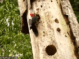 woodpecker.gif