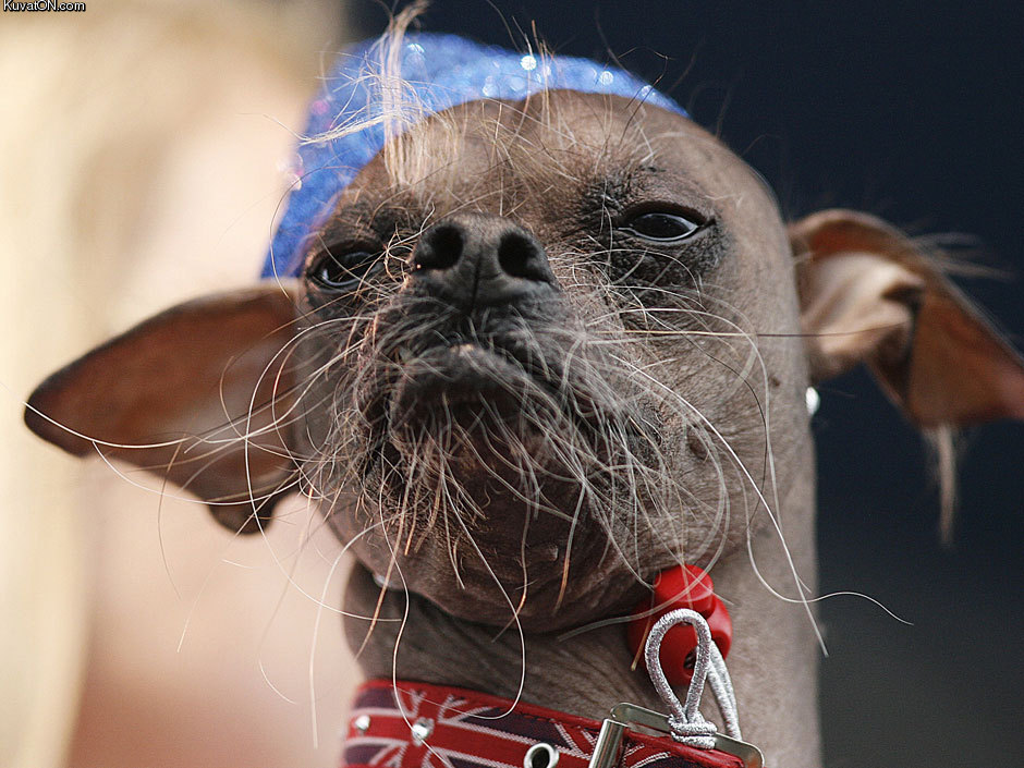 worlds_ugliest_dog.jpg