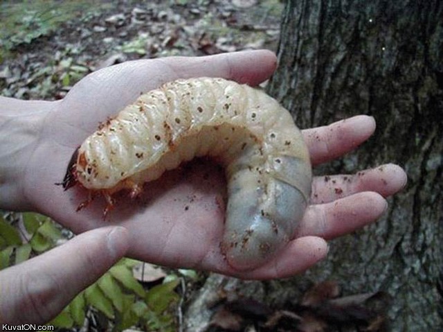worm2.jpg