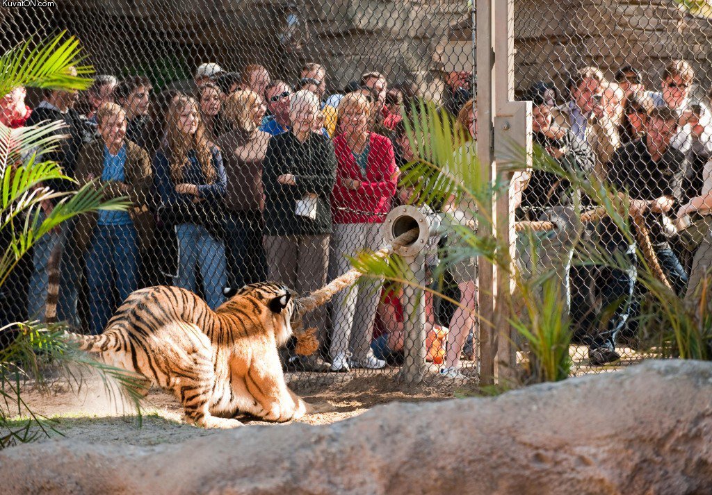 would_you_play_tug_of_war_with_a_450_pound_tiger.jpg