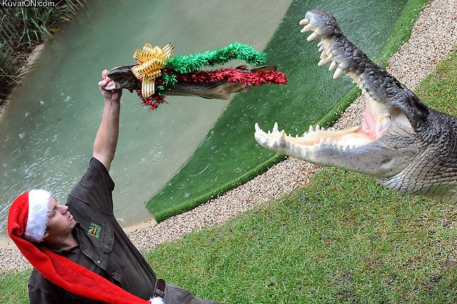 xmas_croc.jpg