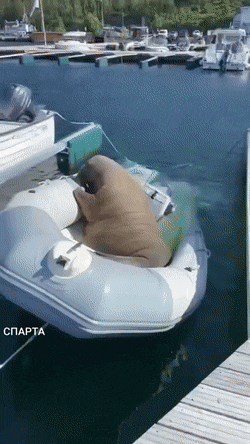 ylipainooko_eikä_ole.gif