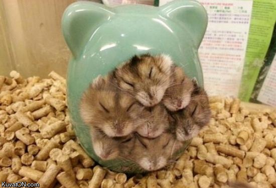 yo_dawg_we_heard_you_like_hamsters.jpg