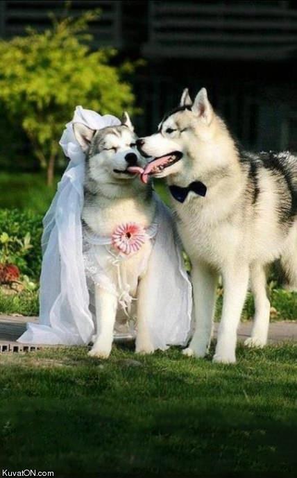 you_may_kiss_the_bride.jpg