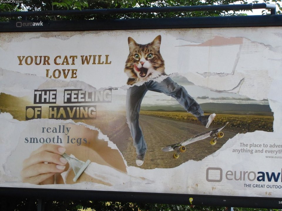 your_cat_will_love.jpg