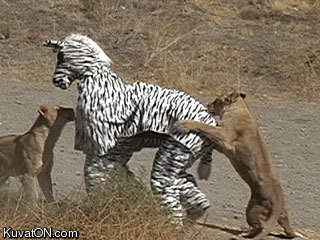 zebra3.jpg