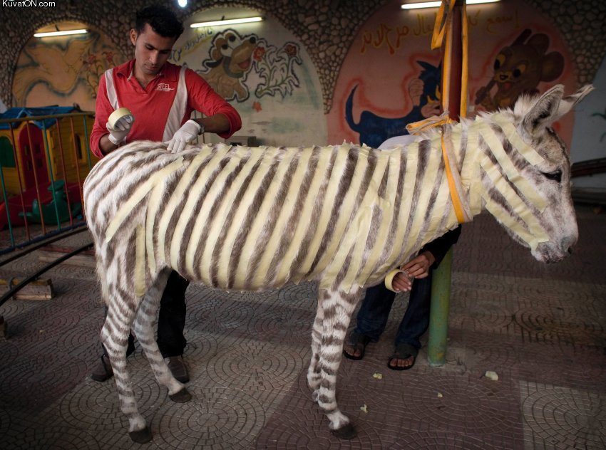 zebra_for_the_palestinian_zoo.jpg