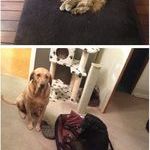 10_dog_beds_stolen_by_cats.jpg