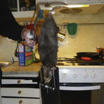 16_inch_rat_found_in_swedish_kitchen.jpg