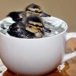 2_ducks_1_cup.jpg