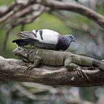 a_pigeon_rests_on_a_wild_iguana_in_a_tree_inside_seminario_park_in_guayaquil_ecuador.jpg