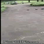 accident56.gif