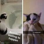 accidentcat.jpg