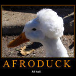afroduck.jpg