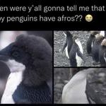 afropenguins.jpg