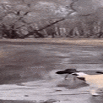 ala_veda_hei.gif