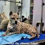albanian_pitbull.jpg
