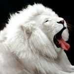 albino_lion.jpg