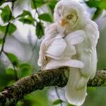 albino_owl.jpg