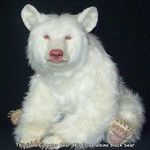 albinobear.jpg