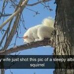 albinosquirrel.jpg