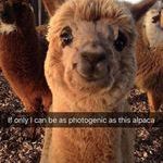 alpaca.jpg