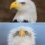 americanbaldeagle.jpg
