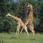 amorous-giraffe.jpg