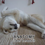 anatomy.jpg