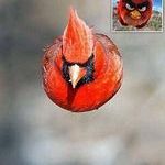angry_bird_3.jpg