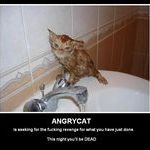 angrycat.jpg
