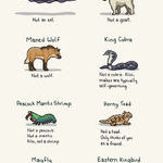 animals_with_misleading_names.jpg