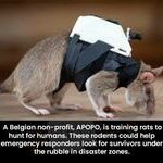 apopo.jpg