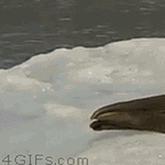 awkward_moment_seal.gif