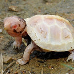 baby_albino_turtle.jpeg