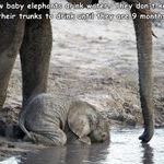 baby_elephant2.jpg