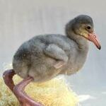 baby_flamingo.jpg