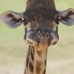 baby_giraffe_with_his_mouth_full.jpg